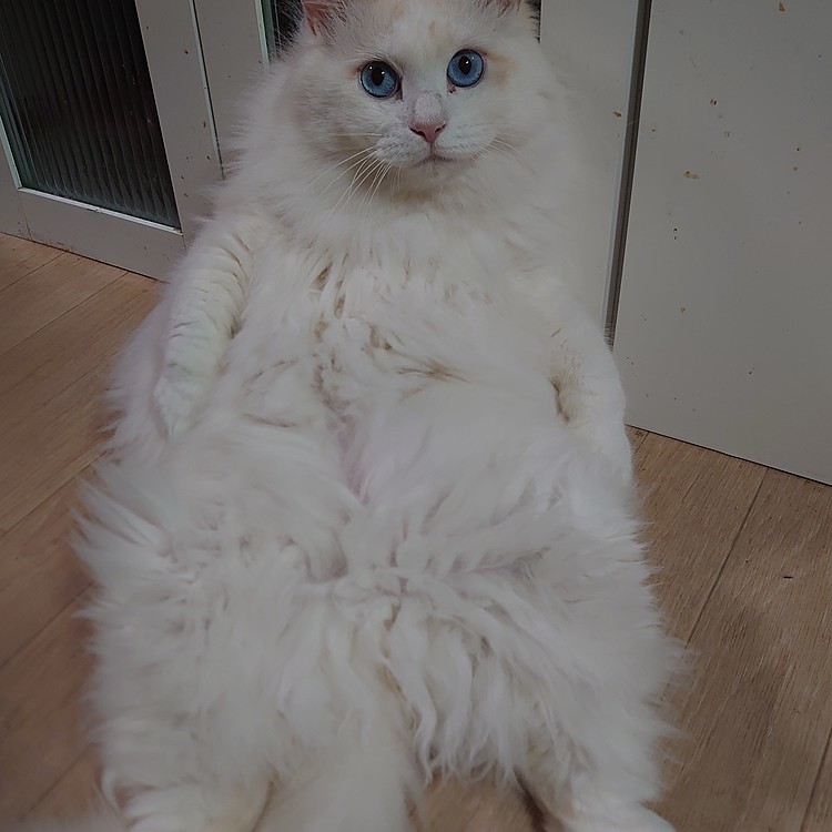 新種のクマ（・(ｪ)・）
