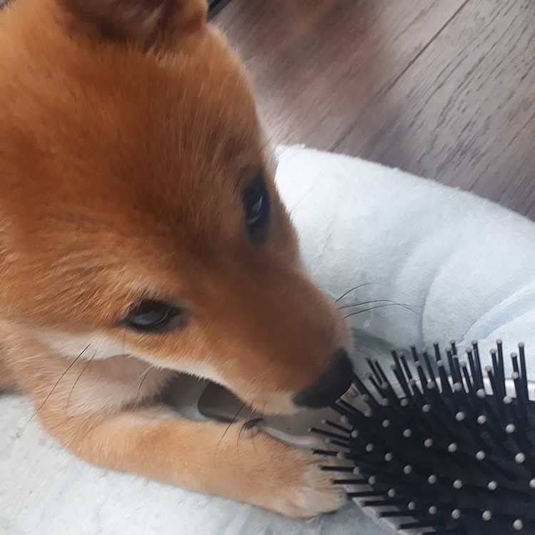 🌷大切なオモチャ🐾
🐶絶対離しません🐶