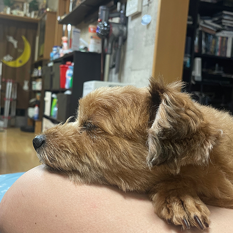 風呂上がりのオヤジの足を枕にゆっくり落ちるほくとくん、オヤジ動けず😅