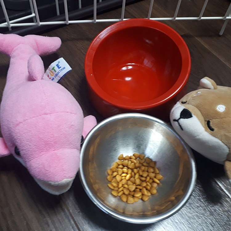 👻👻👻ご飯🍴も爪切り🐾も😨😨😨
イヤ😠イヤ⚡イヤ～⚡
困った😥お坊ちゃんです😰😰😰