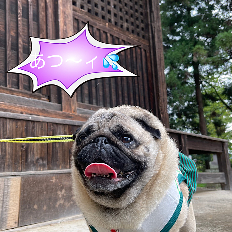 朝んぽ、とうちゃんと神社まで行ってきました⛩
やっぱりあつい💦