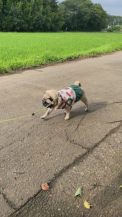 蝉の大合唱の中、ししまる🐶ヘコタレてます💦
