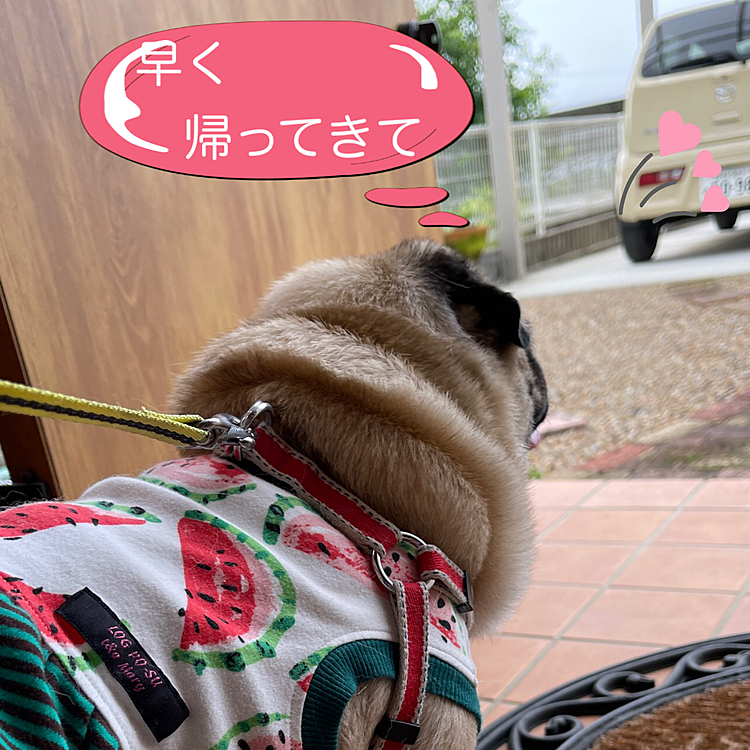 今日はママさんがジィジの病院付き添いです🏥
とうちゃんとお留守番がんばります🐶