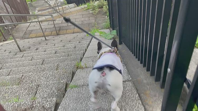 いつもの丘の上からスロープを下り始めましたが、この草が嫌みたいです😅