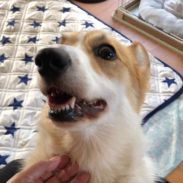 おかーたん😃
休みでしょ？
撫でてよ🤣