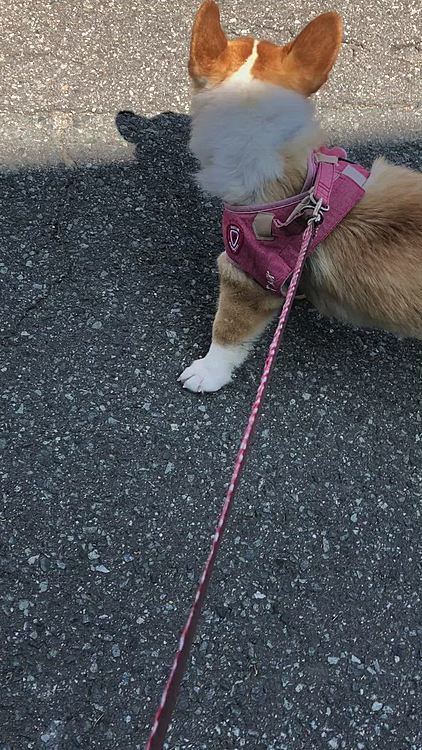 暑くて日陰選んでお散歩して来たよ💦
暑い暑い☀️☀️☀️
夏バテ注意💦☀️