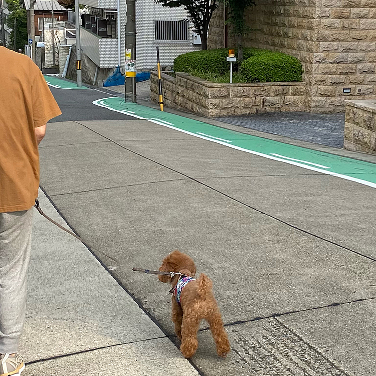 14日（水）
パパさん会議でゆっくりの出社なので一緒に朝散歩🐾
目的地は隣の駅のミスド🍩
ベイクコラボのみでザクザクはまだ出来上がっていないとの事でした😅
ベイクコラボはまぁまぁでした💦