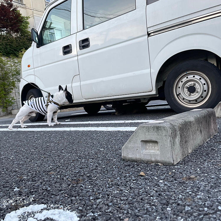 家の近くまで帰って来ると軽自動車の前で頑として動かないので戻ってみると車の下にニャンコがいました😅