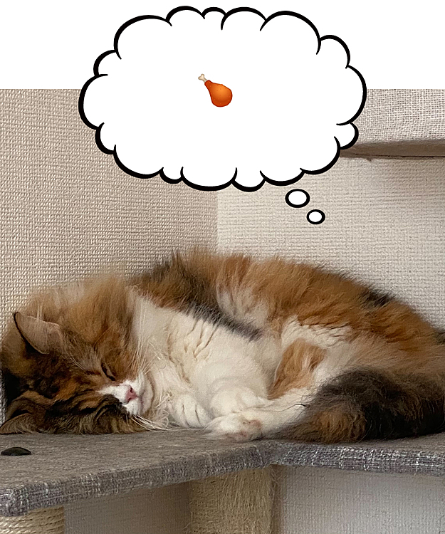 タワーの角っこでぐっすり🐈
好物のチキンの夢を見ているかも…？？