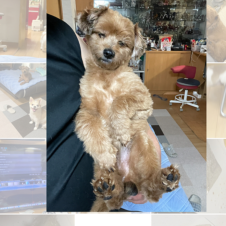留守番命じられて固まるほくとくん
せっかく抱っこされて喜んだのにね〜😅
固まったまま部屋に連行されていきました
