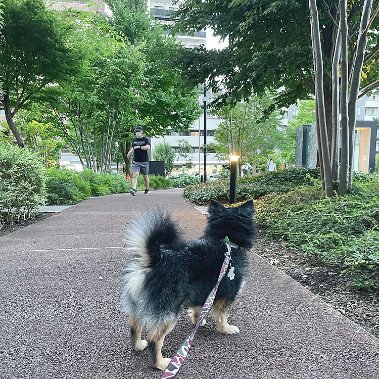 ミニ森林🌳⭐️

もう夏だからか夕方はオトモダチがいっぱい🐕🐕🐕

今日はボーダーコリーかな？
に、ワンワン！激吠えされたとらくん🤣

なんでだろ〜？笑

生意気な顔でもしてたのかな🤣

他のオトモダチは仲良くご挨拶してきました😊👍🐾
夏の早朝、夕方散歩って結構好きです

気持ちいい🌇

