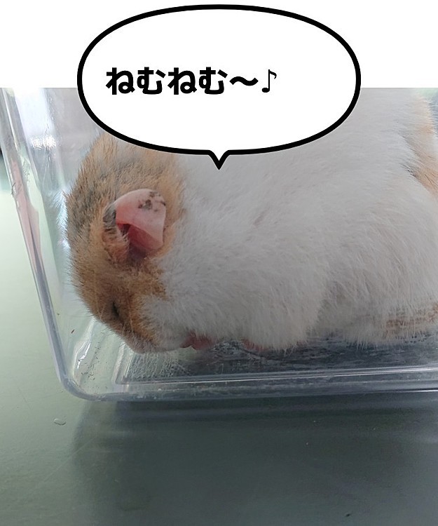 もっちゃん、動物病院のカウンターで寝てます😁
お腹がユルいので、診てもらいました😉
