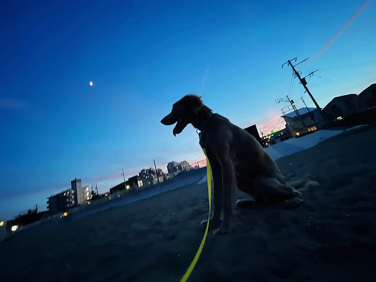 夜んぽ🌙*ﾟ
海と月と犬と電信柱☺️
ちょっとぶれちゃったけど沢山走って帰宅して家でも沢山遊んで疲れ果ててご飯食べて爆睡🥰