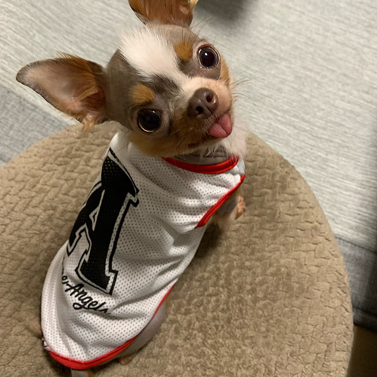 しえるが小さすぎて
100均のわんこ服いつも服に着られてしまう😂可愛い💖