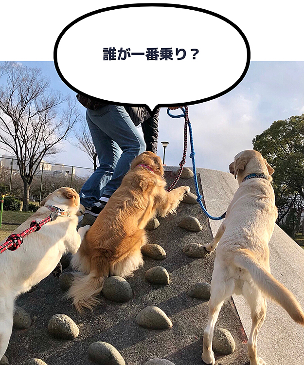 🌈夕散歩🐾
公園の富士山に今年初登山🏔

えっ⁉️ 誰が一番乗りしたのかって❓

それは…