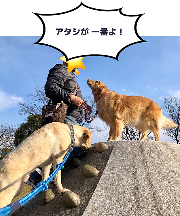 は〜い❣️
アリスで〜す🐶✨

先を越されたライトは撃沈💧