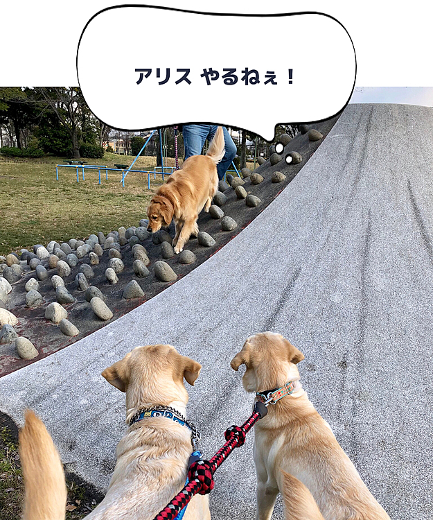 足取り軽く下山して来たアリス🎶
こう見えて、アジリティ向きなのよね😆👍
麓で見守るライトとカレン🐶🐶☘️

コロコロ変わる🌦お天気で、
最後は大きなものに遭遇‼️