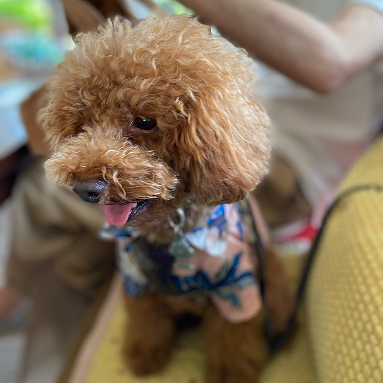 しかし体重が5月の狂犬病の💉の時に4.6キロで4.5  キロを目指してダイエットしていましたが何と4.78キロありました😱😱😱
2ヶ月で200g近く増えておりました‼️
フードも減らし気味にしていたしオヤツも控えめにしていたはずなのに…💧

暑くてお出掛けも出来ないので久々にカフェでランチ🍽