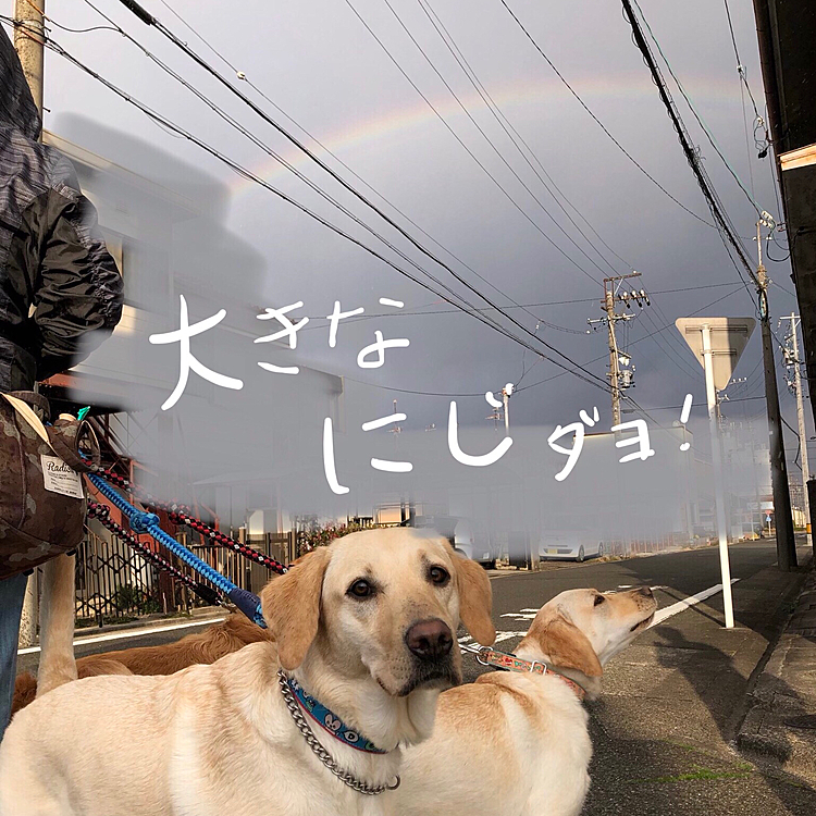 急に降り出した にわか雨☔️
家路を急ぐ途中、大きな虹に会えました🌈