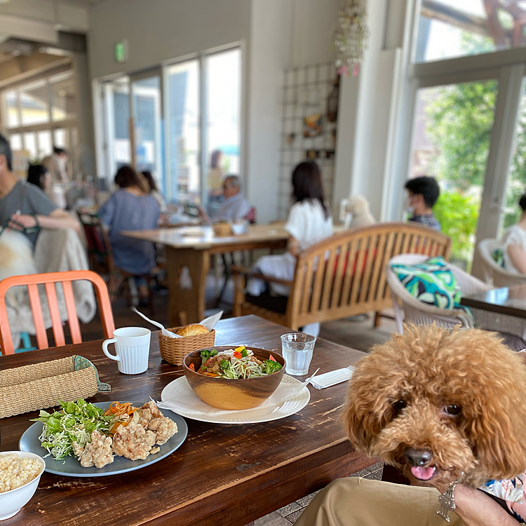 ここはテラスだけでは無く店内🐶🆗なのでこれからの季節助かります♪

夜にパパさんからそう言えば体重何キロだったのと聞かれて咄嗟に4.7キロと少し過少報告してしまいました🤣