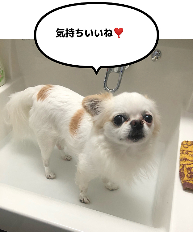 アンヨチャプチャプはお水で🚿
ポコちゃん気持ちいいね❣️