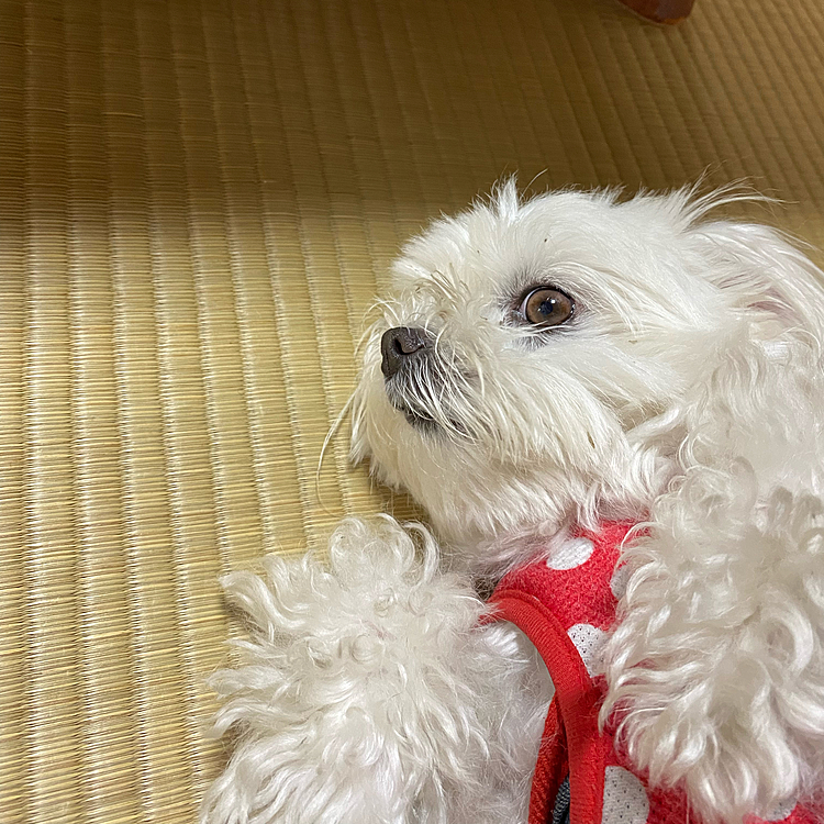 やっぱりトリミングしたてより
ボッサボサのココが好き😊💕