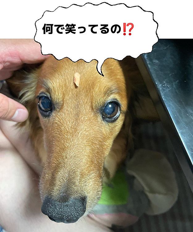 夕飯の焼き鮭を少しあげようと思ってちょっとこぼれ落ちた位置が…絶妙～🤣🤣🤣
