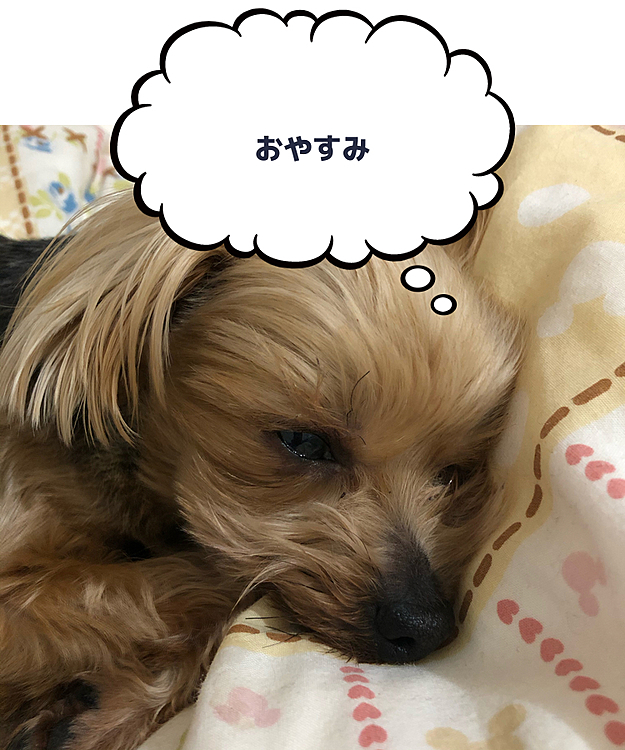 おやすみなさい😴💤