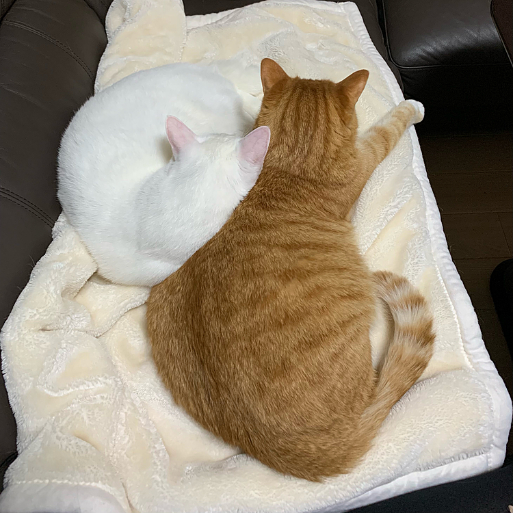エアコンの効いた部屋と毛布とモフ。
最＆高👍
