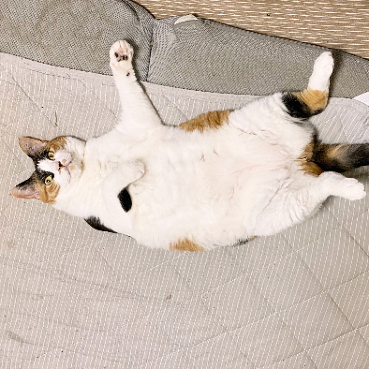 暑いから毎日へそ天出しまくり。
