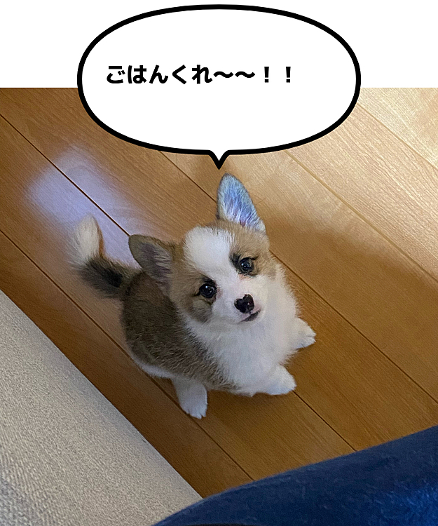 ご飯待ってるむぎ君🐾💗ご飯のがっつきが半端ない…（笑）