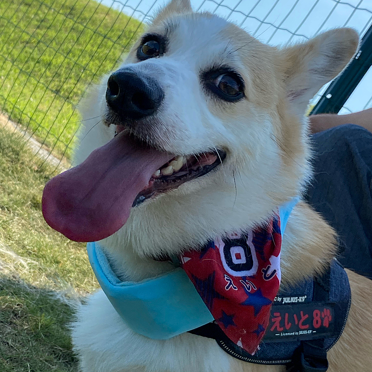 暑いからってパパがクビにしてたのをボクに付けてくれてヒヤヒヤです（笑）