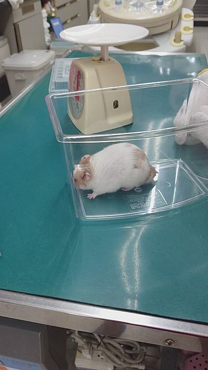 やっぱり、出ようとしません😁