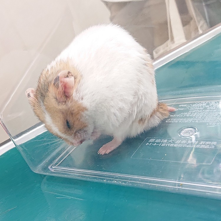 診察台の上で寝てしまう、かわいいもっちゃん♥️