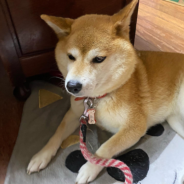 実家に帰ってくうちゃうに会えた！！
洗ってないみたいでちょっと犬臭が、、、笑
会いたかった😍😍