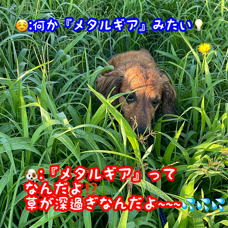 もぉね…朝露でビッタビタ💦💦💦(笑)