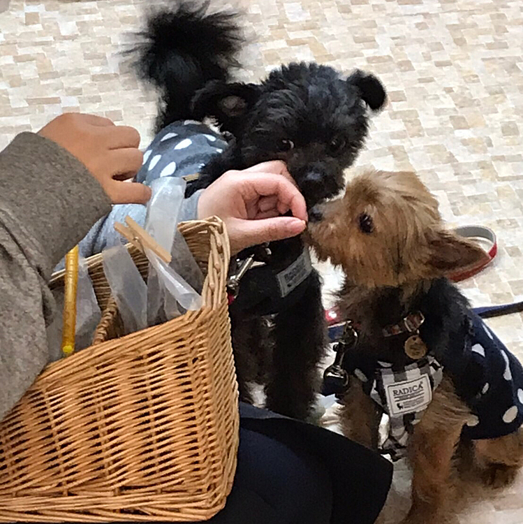 犬のおやつ屋さんによりみちして、おやつをもらいました🍪🐶