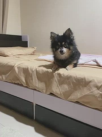 
キャッチがヘタクソなとらくん🐯笑

なんか似たような動画、凛ちゃんママさんがupしてたな、、、？笑

