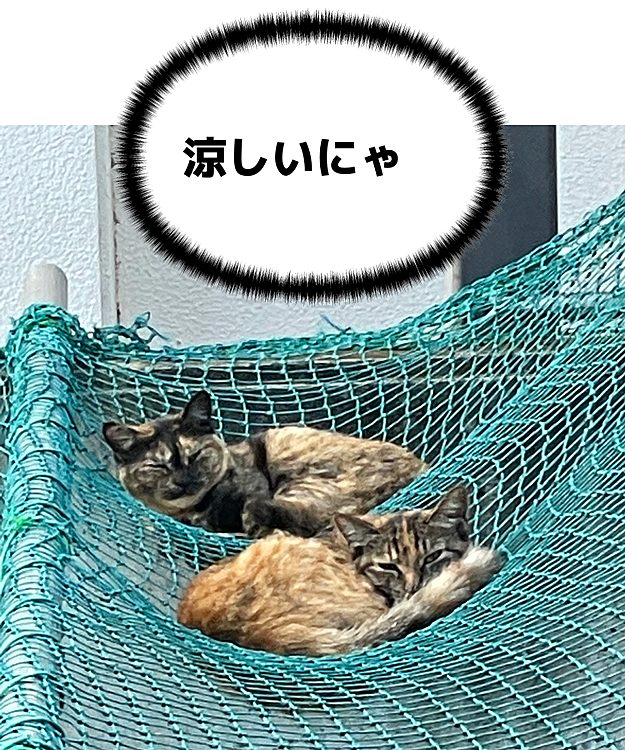 地域猫？実家周辺の猫サマ涼しいところを知ってました👍ゴミ捨て場のネットをハンモックにして寝てました〜。日陰で風も通るし気持ち良さそう✨