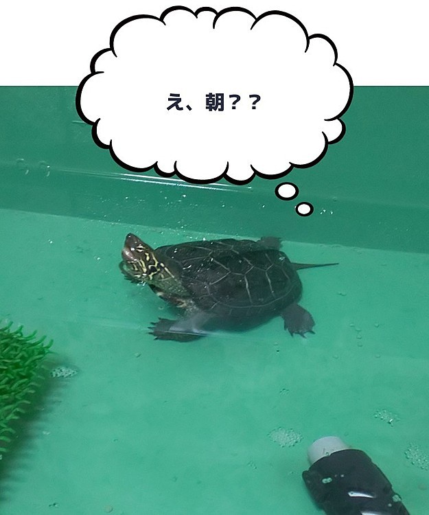 寝起きの亀のたんじろう