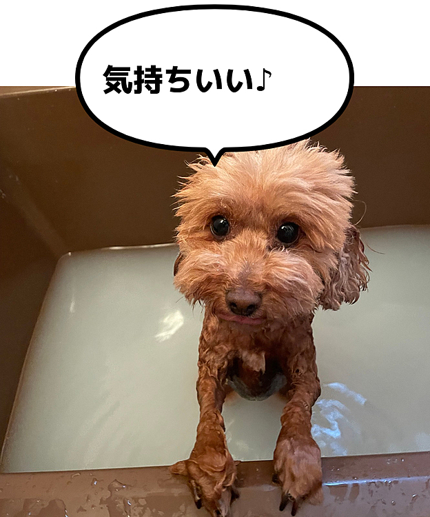 今日はモコちゃんをお風呂に入れました！犬用の入浴剤を入れてあって、バラの香りがします🌹☺️

