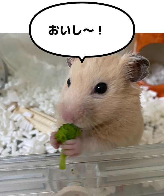 ハムぞうにブロッコリー🥦あげました！おいしそうに食べてくれました😊