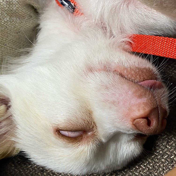 初めまして👉🏻👈🏻🤍
Senちゃんです🐶
