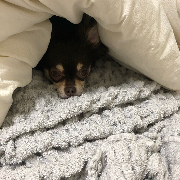 行方不明⁇
呼んでも来ない…どこにもいない……。
からの、
かくれんぼ⁇


自分でその、かまくら作ったの⁇