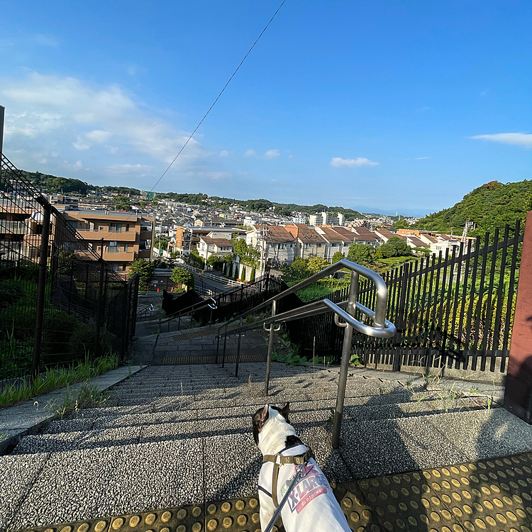 今朝は6時半過ぎに家を出たら、もう暑くてショート散歩で帰りました😅