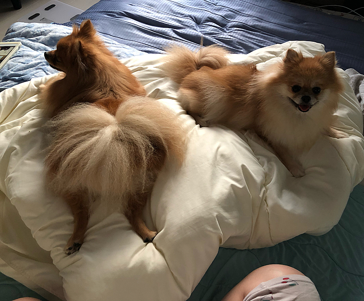 人用の掛け布団、お犬様にとっては敷布団( ᵒ̴̶̷᷄꒳ᵒ̴̶̷᷅ )
