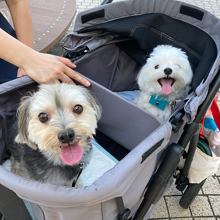 連休最終日、近くの県立の公園に行ってきました。