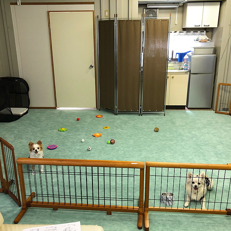 こんばんは🌙
以前からジィジの事務所に小雪＆小春の
遊び場を作ろうと計画してました🎵
ついに完成です✨
畳10畳くらいのスペースですが、気候に左右されずに遊べるので嬉しい〜✨😆
小雪も小春もダイエットしなきゃなので、運動不足も解消できそうです👍😆