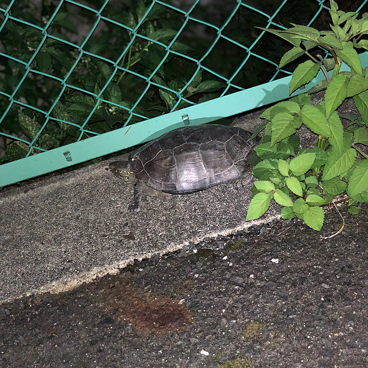 19:00過ぎてから小雪とお散歩に出たら…
亀さん拾いました🤣
フェンスの向こうは川なのに、亀さんが通れる隙間がありません💦
仕方なく…小雪を抱っこして、反対に亀さんを持って川へ逃がしました🎵😆