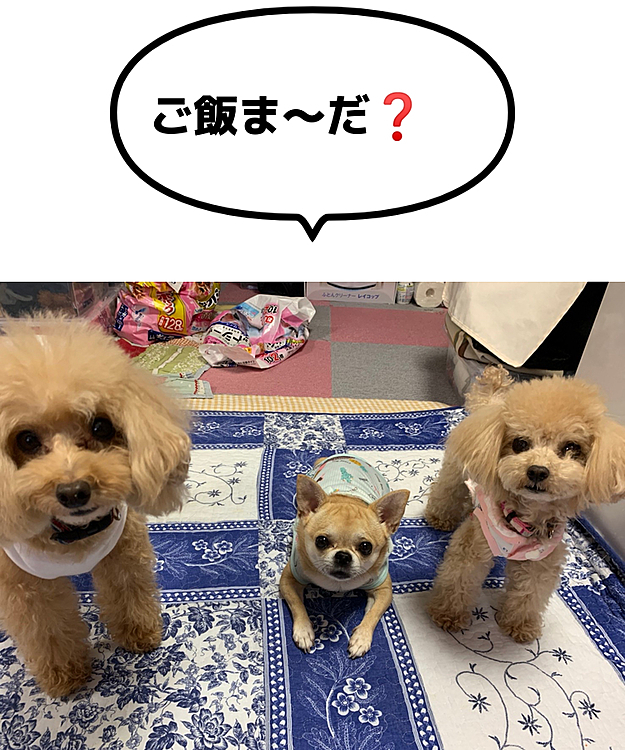 ご飯を待ってる3匹の様子🤣